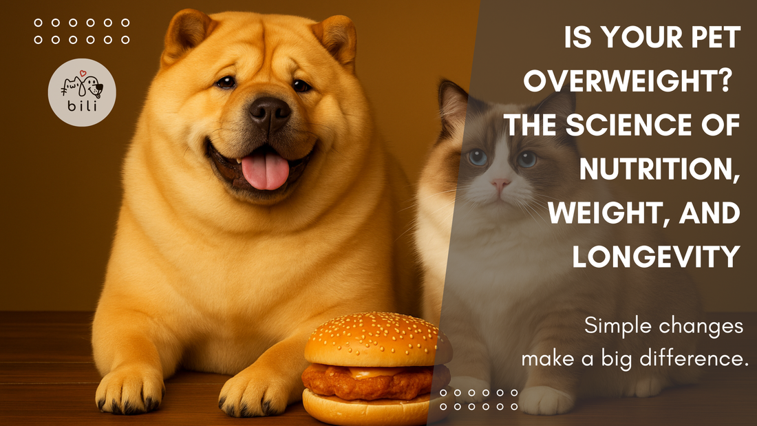 Why Pets Get Overweight and How Smart Nutrition Can Make a Difference
