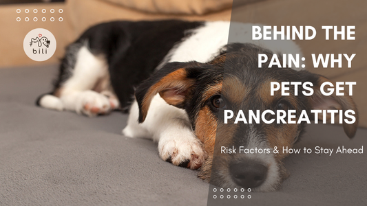 Behind the Pain: Why Pets Get Pancreatitis？